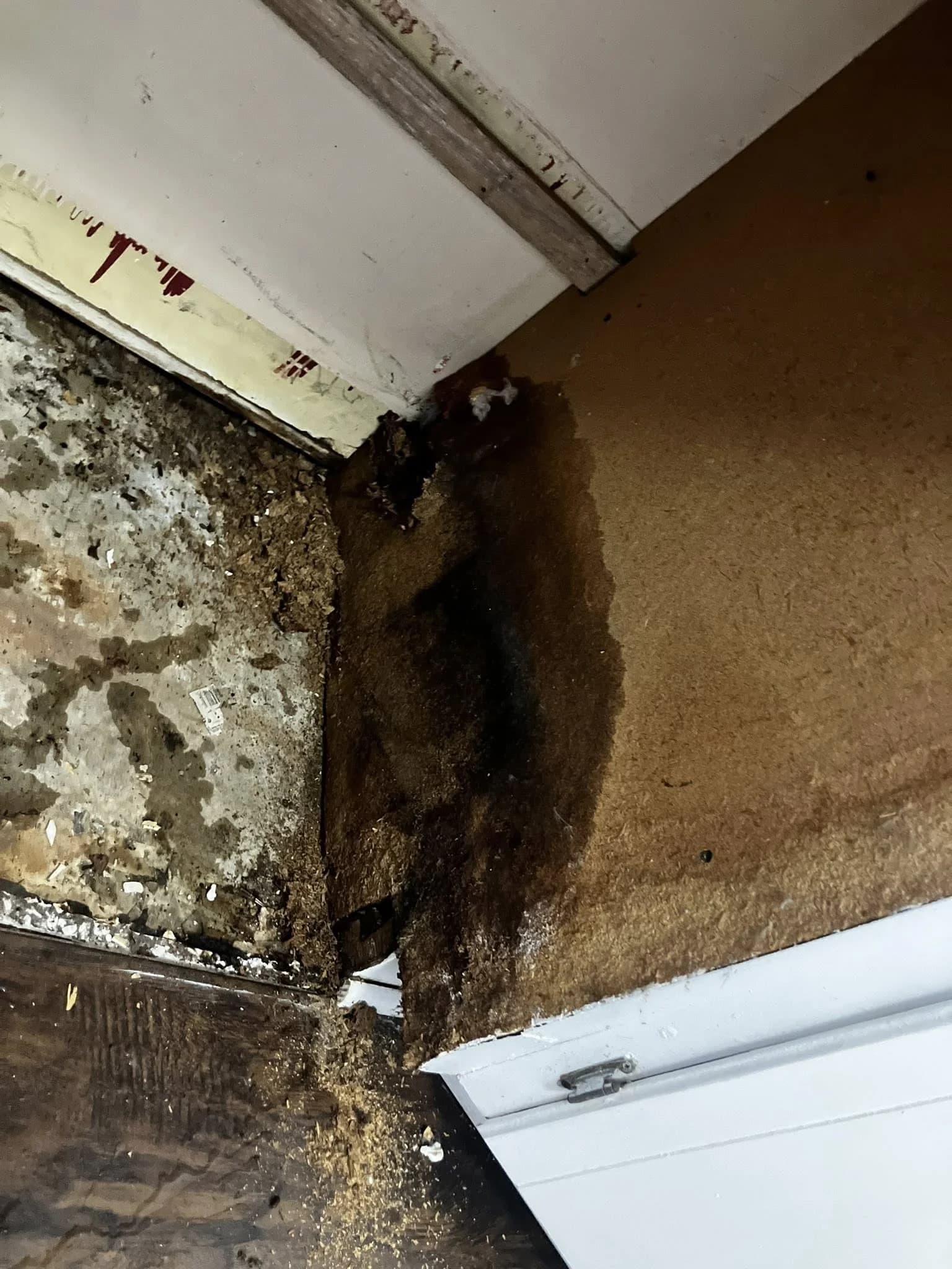 Wall rot damage before treatment
