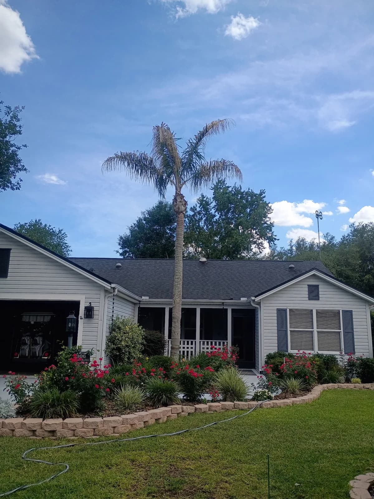 Royal palm trimmed clean above a home with rose garden beds and stone edging